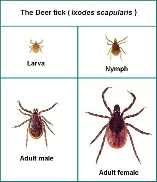 Deer Tick Stages 